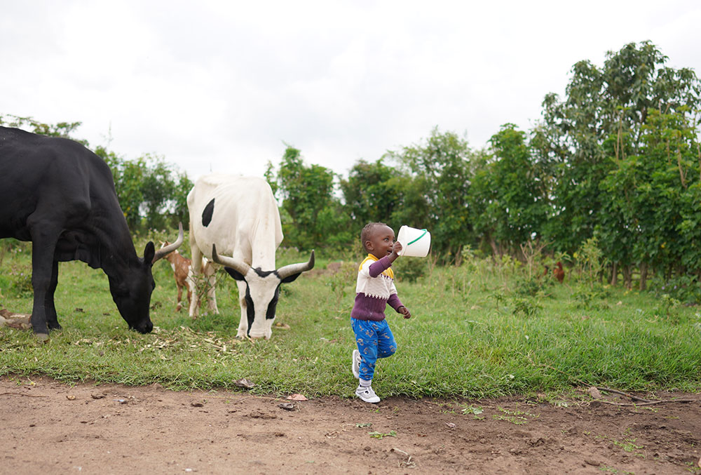 Eric and his family's cows after cleft surgery